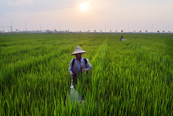 This picture taken on April 18, 2019 shows workers in a paddy field in Naypyidaw.